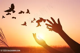 夕阳下草地上放飞鸽子双手剪影