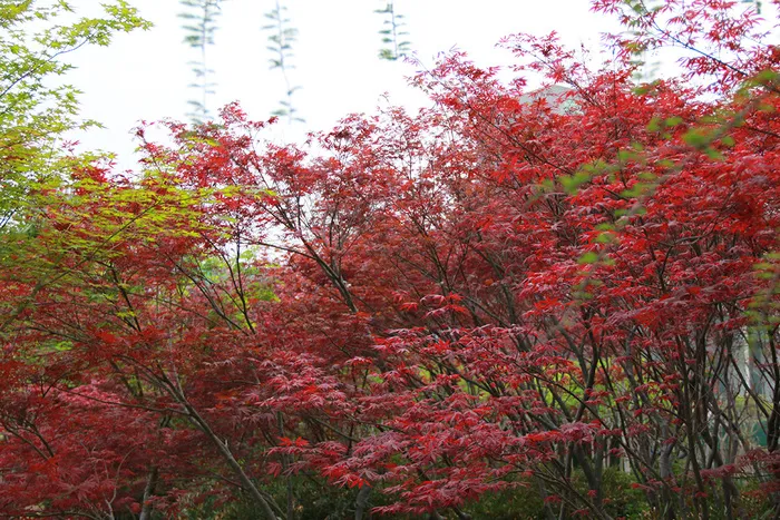 春天红叶树