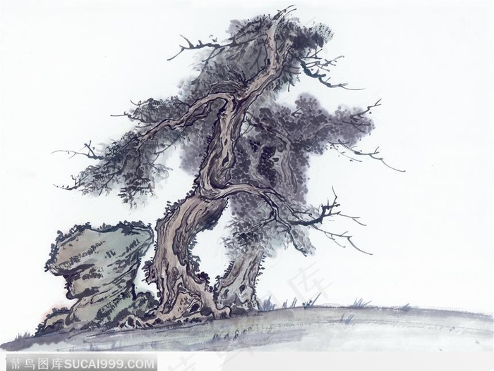 山间弯曲的松树