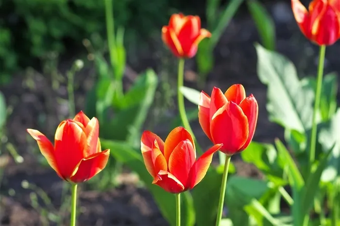 红色郁金香鲜花图片