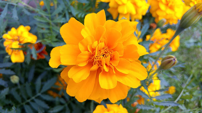 花朵 花束 植物 素材 (153)