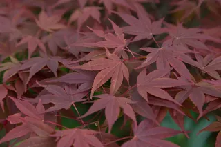 春季红色枫叶图片