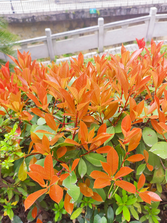 红叶石楠树