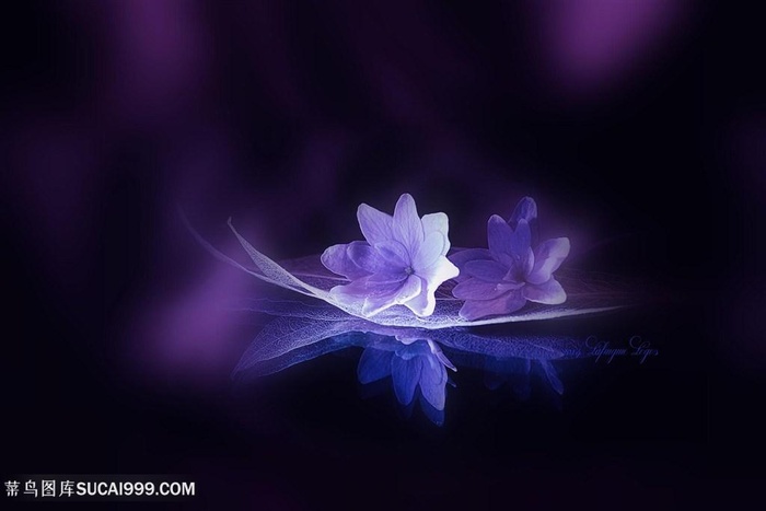 高清唯美梦幻鲜花图片