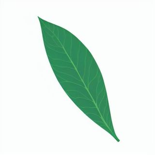 一片树叶png免抠