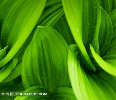 清新绿叶商业插画