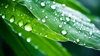 绿色叶子上的水珠摄影图