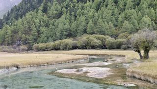 亚丁洛绒牛场草地雪山融水