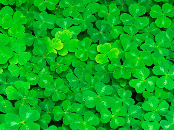 绿色四叶草图片下载