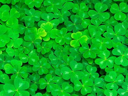 绿色四叶草图片下载