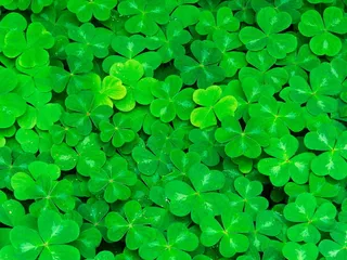 绿色四叶草图片下载