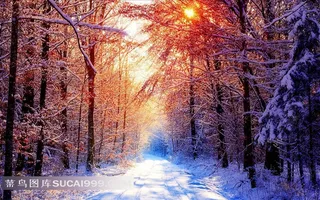 冬季雪天树林路面风景图片