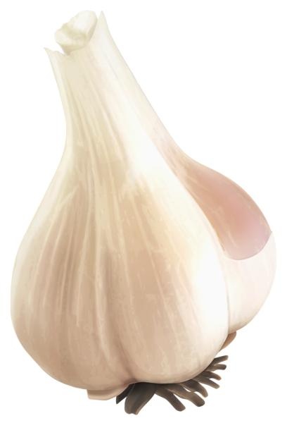 大蒜免抠(408x600)