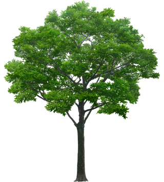 高清树木素材 免抠PSD植物素材 美术绘画园林贴图 树草灌木花草