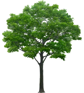 高清树木素材 免抠PSD植物素材 美术绘画园林贴图 树草灌木花草