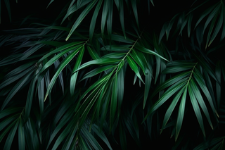 黑暗下的绿色植物叶子摄影图