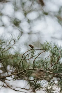 非主流松树枝松果图片 非主流松树枝松果图片