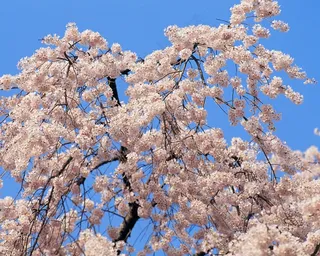 桃花盛开图片下载