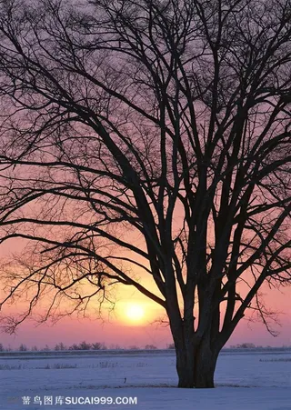 树林树木-晚霞中大树在雪地里的特写