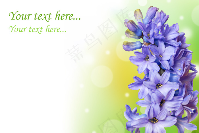 风信子花图片