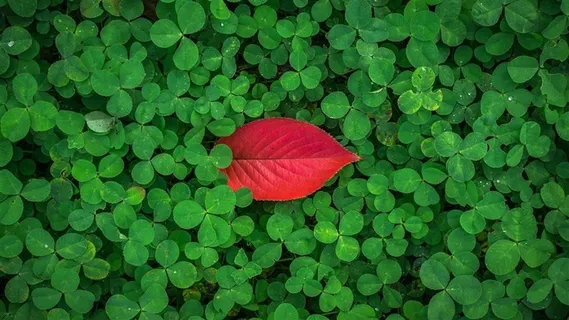 绿色树叶中的红叶图片 绿色树叶中的红叶图片