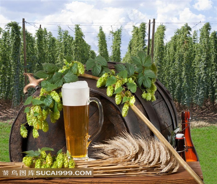 啤酒图片素材