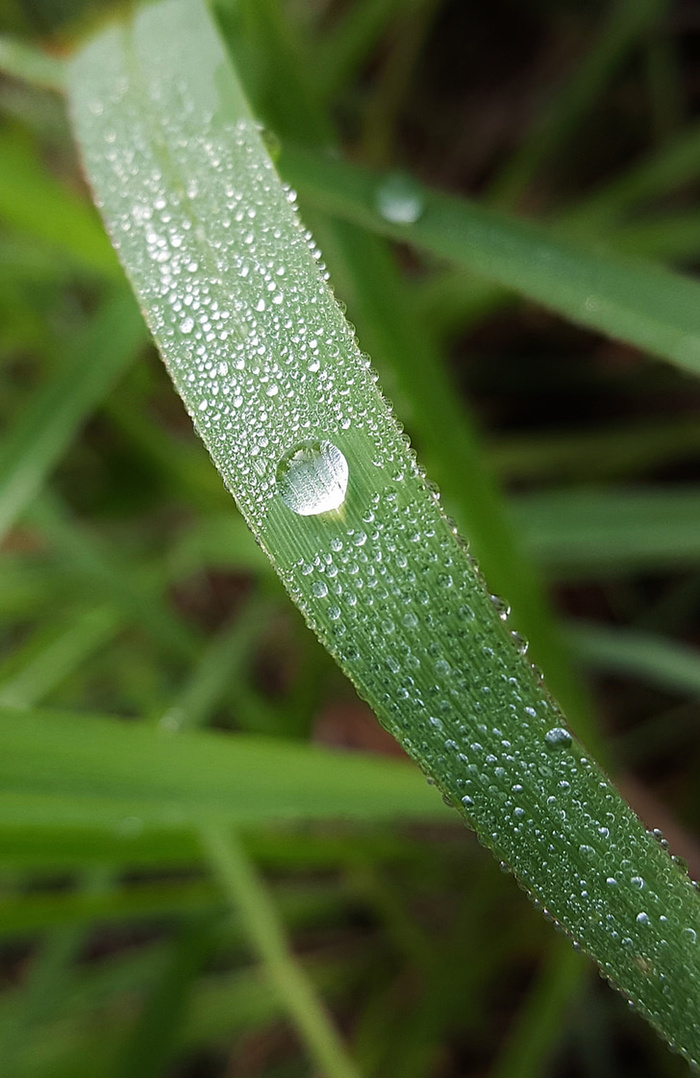 风景 露水 素材拍摄 (29)