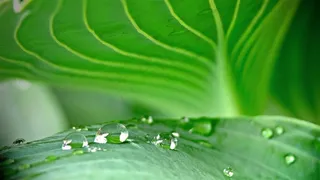 绿叶水珠小清凉