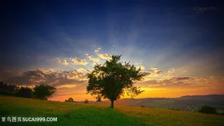 黄昏大树风景画壁纸