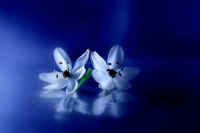 高清唯美桃花鲜花图片