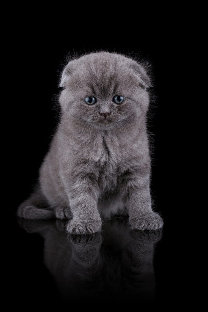 可爱的小猫动物素材图