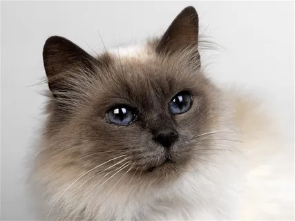 高清漂亮的猫咪摄影素材猫咪图片 高清漂亮的猫咪摄影素材猫咪图片