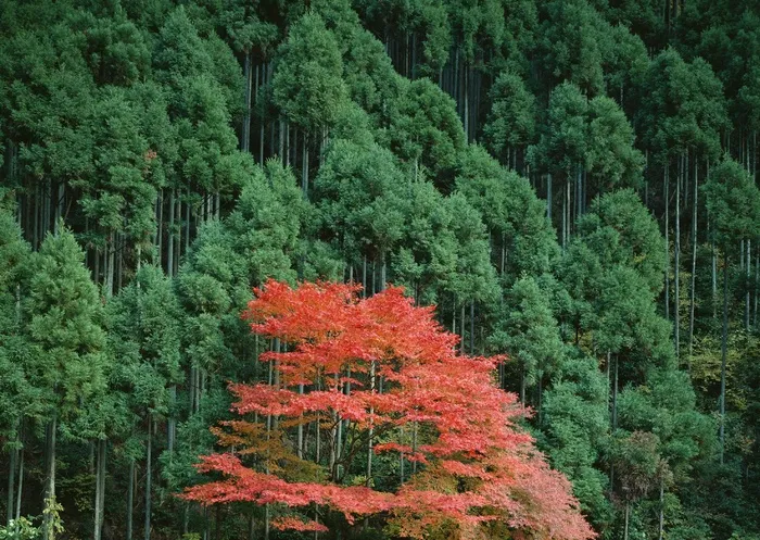 枫叶图片