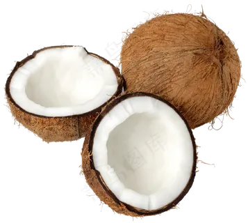 椰子免抠素材 (18)