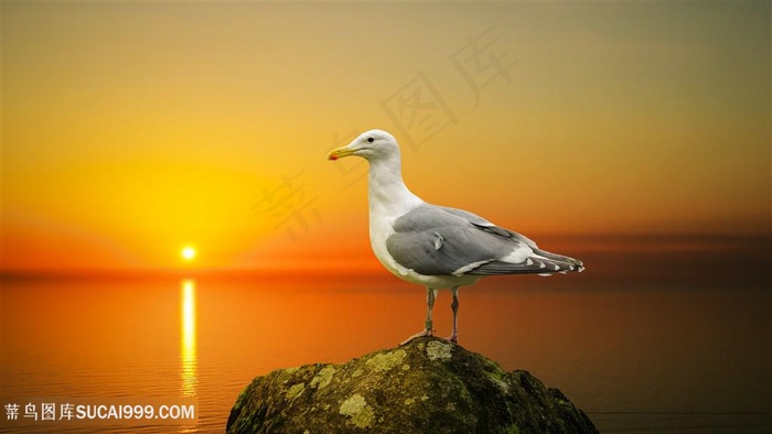 夕阳下的鸽子图片