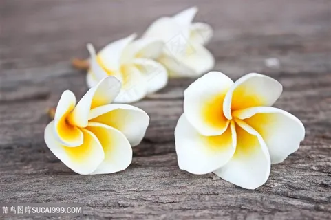 唯美花朵与按摩石高清图 唯美花朵与按摩石高清图