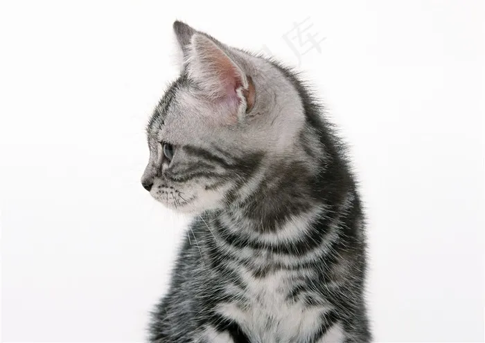 猫摄影摄影图片