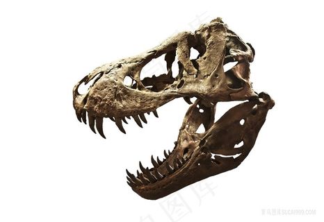 恐龙头骨骼高清高分辨率喷绘打印素材原图画