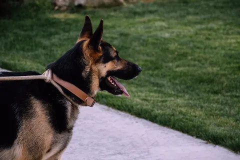 狼犬成年犬图片 狼犬成年犬图片
