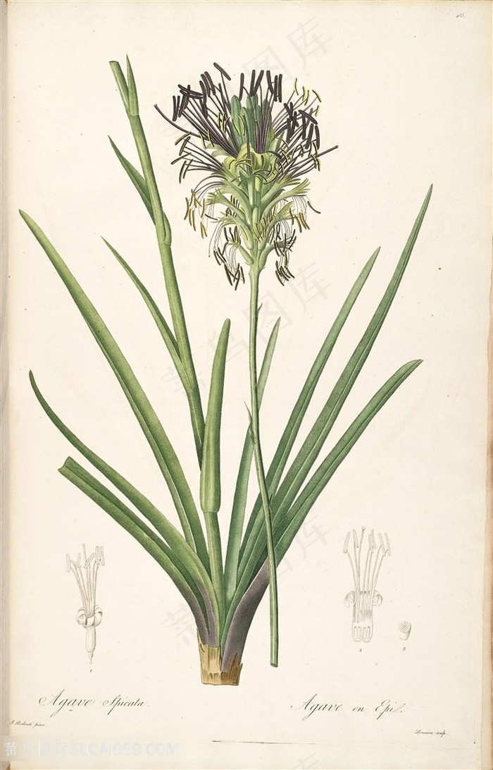 雷杜德原版高清花草插画