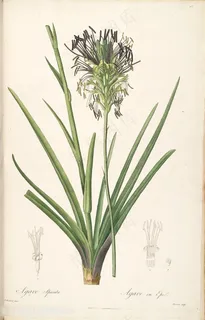 雷杜德原版高清花草插画