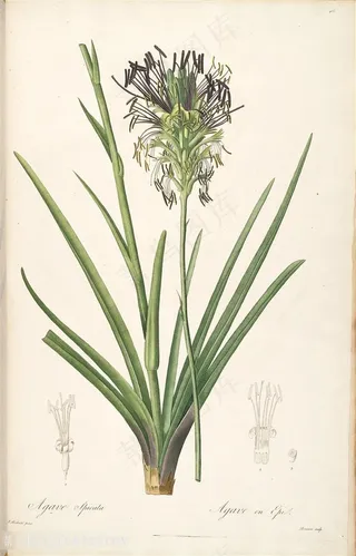 雷杜德原版高清花草插画