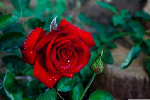 一朵盛放的玫瑰