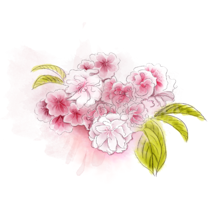 春天浪漫粉红色樱花手绘樱花梅花桃花花朵图片PNG免扣素材