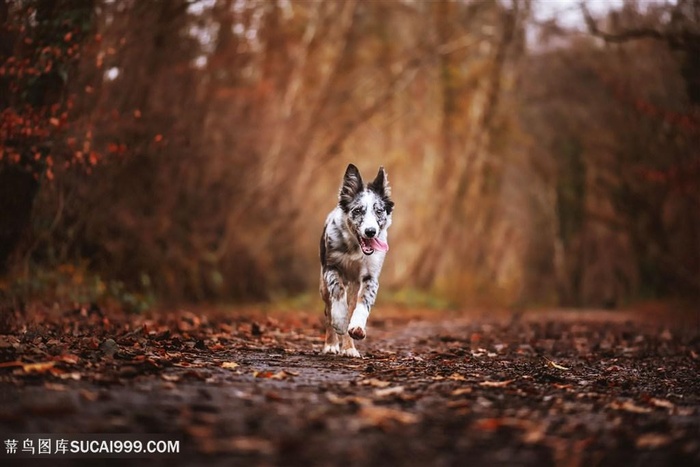高清树林间奔跑的牧牛犬狗狗图片