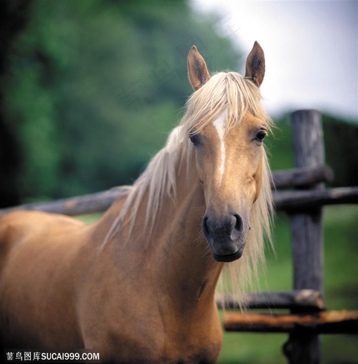 奔腾骏马-木栏边的的骏马