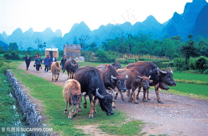 一群水牛摄影图片