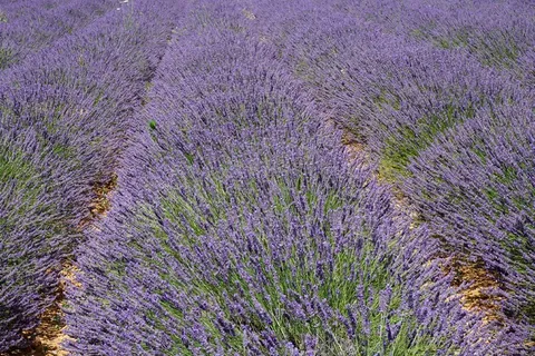 大片美丽薰衣草图片