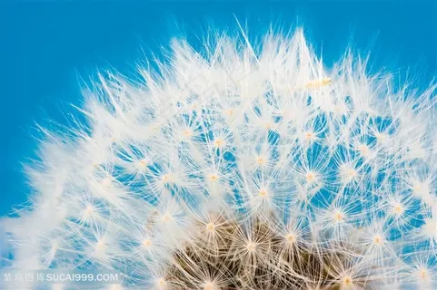 蒲公英植物特写高清图片 蒲公英植物特写高清图片