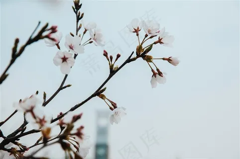 树枝上美丽的樱花素材 树枝上美丽的樱花素材